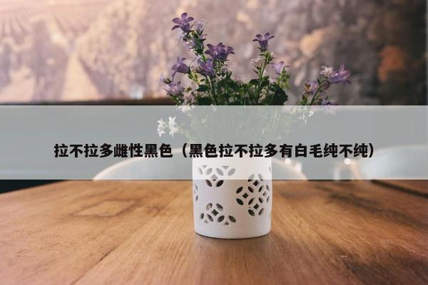 拉不拉多雌性黑色（黑色拉不拉多有白毛纯不纯）