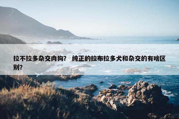 拉不拉多杂交肉狗？ 纯正的拉布拉多犬和杂交的有啥区别？