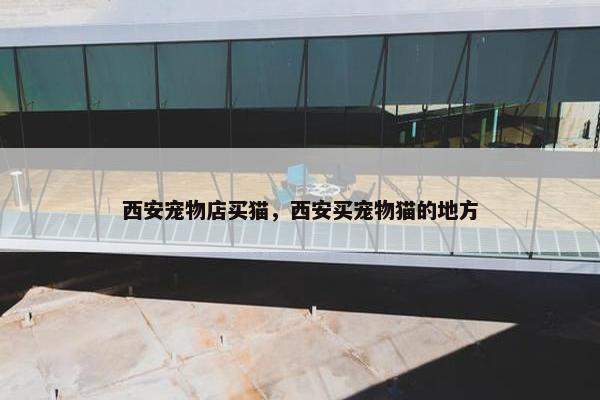 西安宠物店买猫，西安买宠物猫的地方