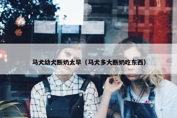 马犬幼犬断奶太早（马犬多大断奶吃东西）
