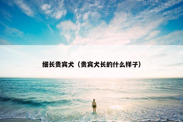 细长贵宾犬（贵宾犬长的什么样子）