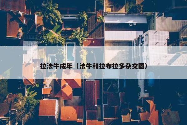 拉法牛成年（法牛和拉布拉多杂交图）