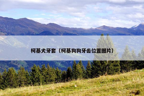 柯基犬牙套（柯基狗狗牙齿位置图片）