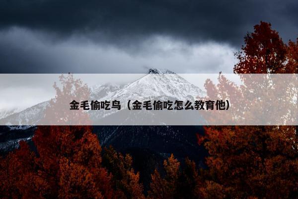 金毛偷吃鸟（金毛偷吃怎么教育他）