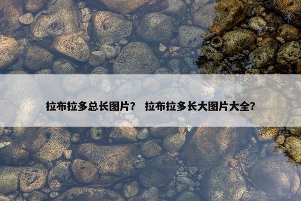 拉布拉多总长图片？ 拉布拉多长大图片大全？