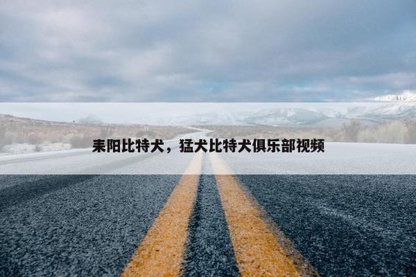 耒阳比特犬，猛犬比特犬俱乐部视频