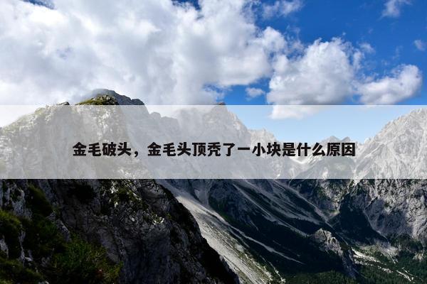 金毛破头，金毛头顶秃了一小块是什么原因