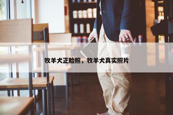 牧羊犬正脸照，牧羊犬真实照片