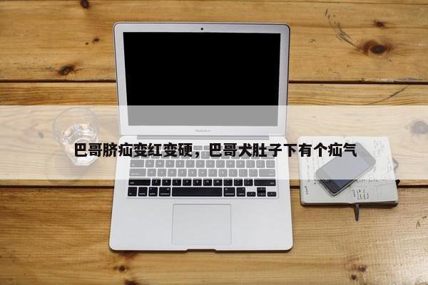 巴哥脐疝变红变硬，巴哥犬肚子下有个疝气