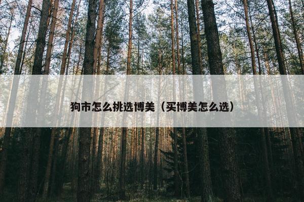 狗市怎么挑选博美（买博美怎么选）