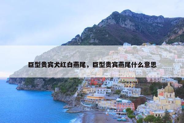 巨型贵宾犬红白燕尾，巨型贵宾燕尾什么意思