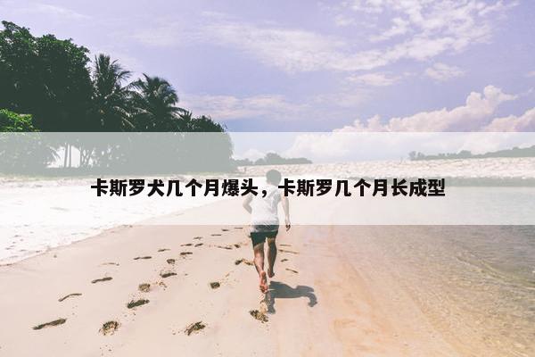 卡斯罗犬几个月爆头，卡斯罗几个月长成型