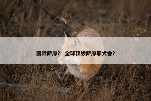 国际萨摩？ 全球顶级萨摩耶犬舍？