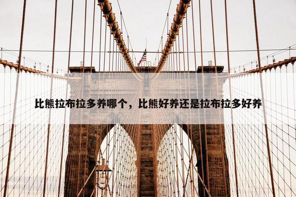 比熊拉布拉多养哪个，比熊好养还是拉布拉多好养