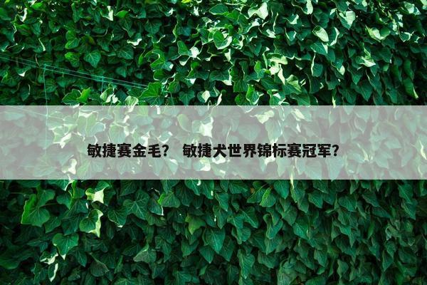 敏捷赛金毛？ 敏捷犬世界锦标赛冠军？