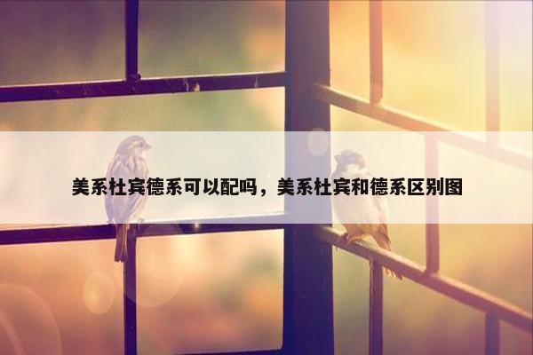 美系杜宾德系可以配吗，美系杜宾和德系区别图