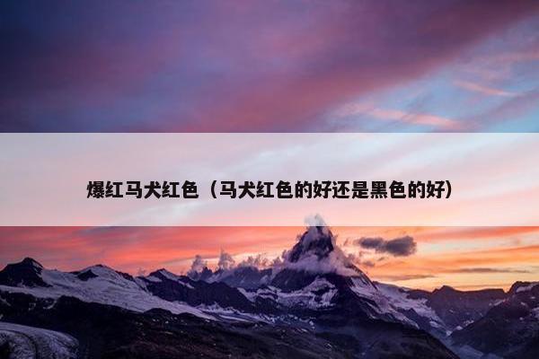 爆红马犬红色（马犬红色的好还是黑色的好）