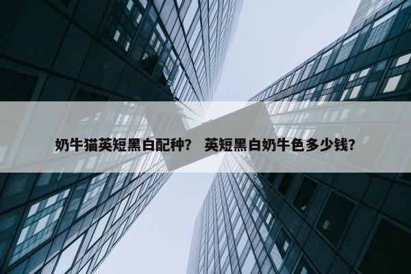 奶牛猫英短黑白配种？ 英短黑白奶牛色多少钱？