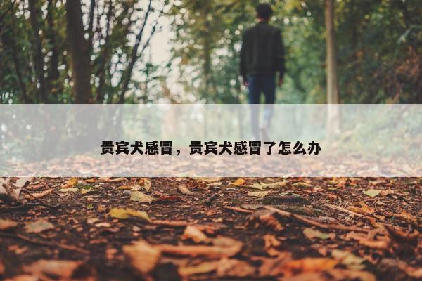 贵宾犬感冒，贵宾犬感冒了怎么办