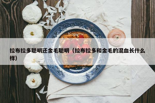拉布拉多聪明还金毛聪明（拉布拉多和金毛的混血长什么样）