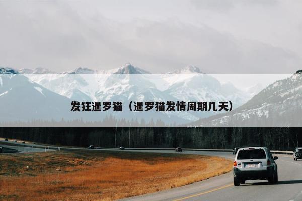 发狂暹罗猫（暹罗猫发情周期几天）
