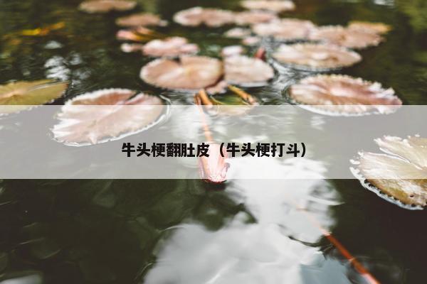 牛头梗翻肚皮（牛头梗打斗）