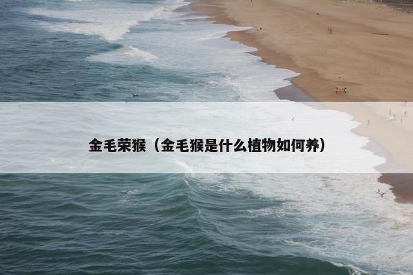 金毛荣猴（金毛猴是什么植物如何养）