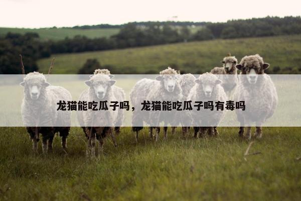 龙猫能吃瓜子吗，龙猫能吃瓜子吗有毒吗