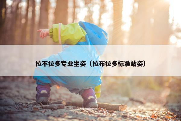 拉不拉多专业坐姿（拉布拉多标准站姿）