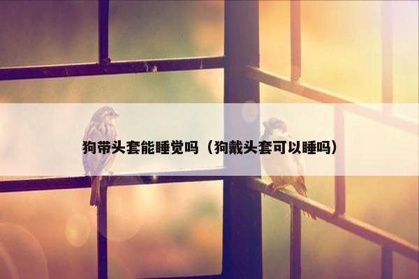 狗带头套能睡觉吗（狗戴头套可以睡吗）