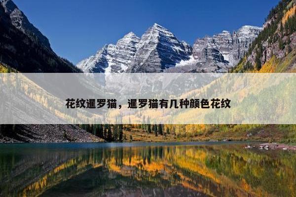 花纹暹罗猫，暹罗猫有几种颜色花纹