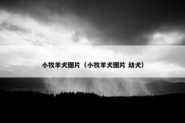 小牧羊犬图片（小牧羊犬图片 幼犬）
