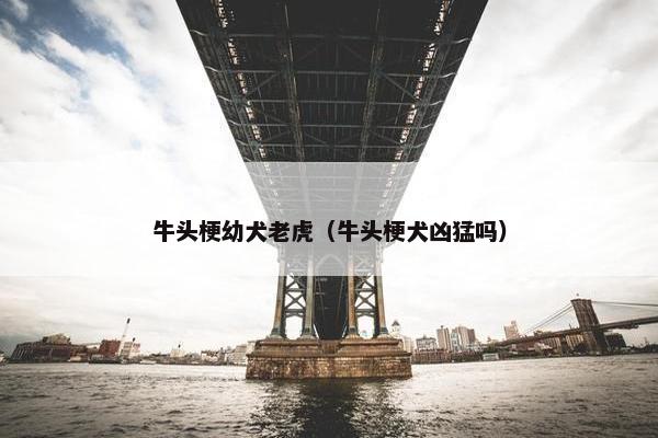 牛头梗幼犬老虎（牛头梗犬凶猛吗）
