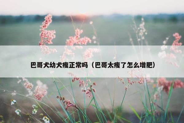 巴哥犬幼犬瘦正常吗（巴哥太瘦了怎么增肥）