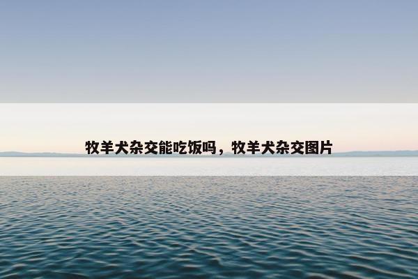 牧羊犬杂交能吃饭吗，牧羊犬杂交图片