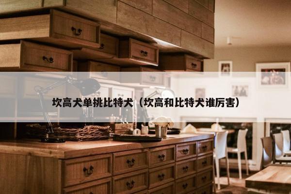 坎高犬单挑比特犬（坎高和比特犬谁厉害）