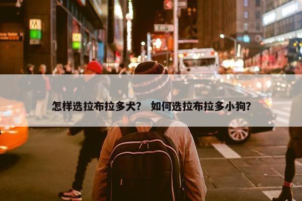 怎样选拉布拉多犬？ 如何选拉布拉多小狗？