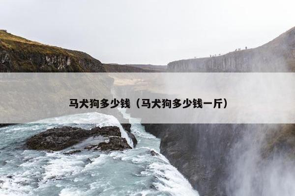 马犬狗多少钱（马犬狗多少钱一斤）