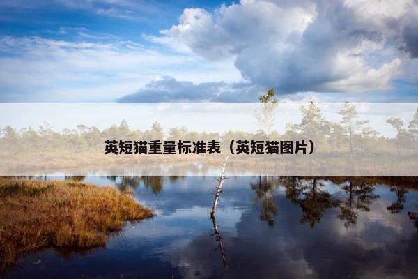 英短猫重量标准表（英短猫图片）
