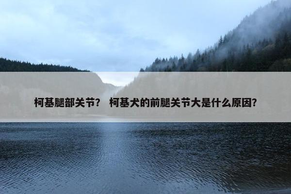 柯基腿部关节？ 柯基犬的前腿关节大是什么原因？