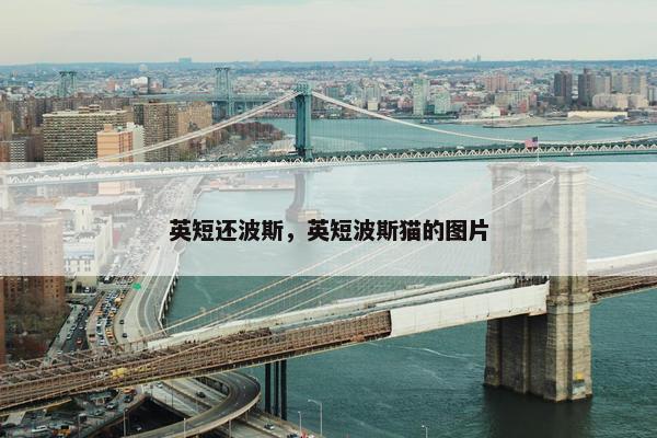 英短还波斯，英短波斯猫的图片