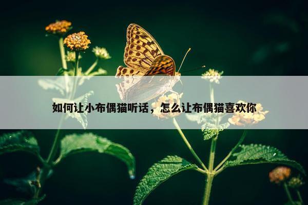 如何让小布偶猫听话，怎么让布偶猫喜欢你