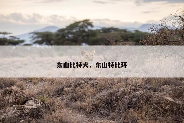 东山比特犬，东山特比环