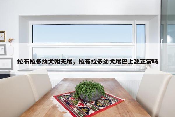 拉布拉多幼犬朝天尾，拉布拉多幼犬尾巴上翘正常吗
