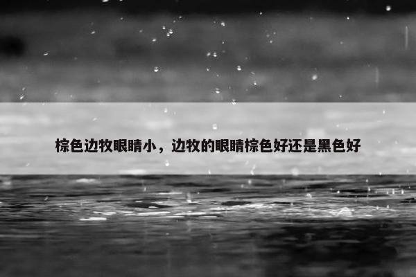 棕色边牧眼睛小，边牧的眼睛棕色好还是黑色好