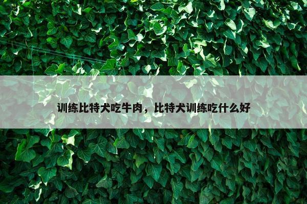 训练比特犬吃牛肉，比特犬训练吃什么好