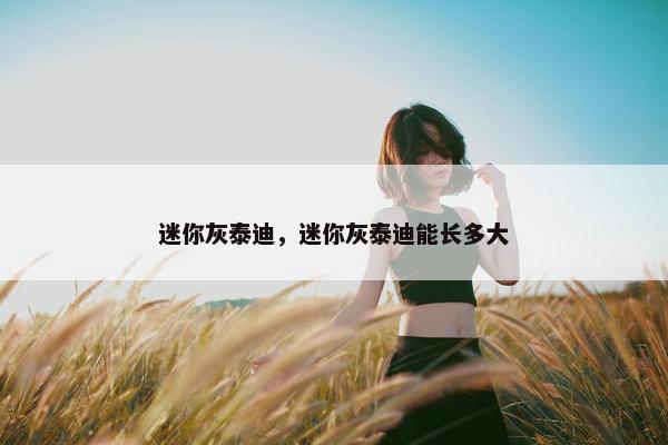迷你灰泰迪，迷你灰泰迪能长多大