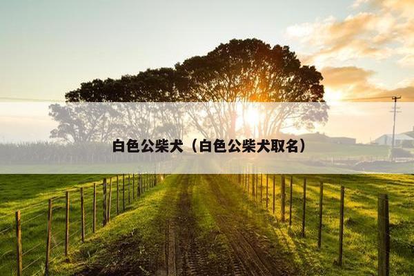 白色公柴犬（白色公柴犬取名）