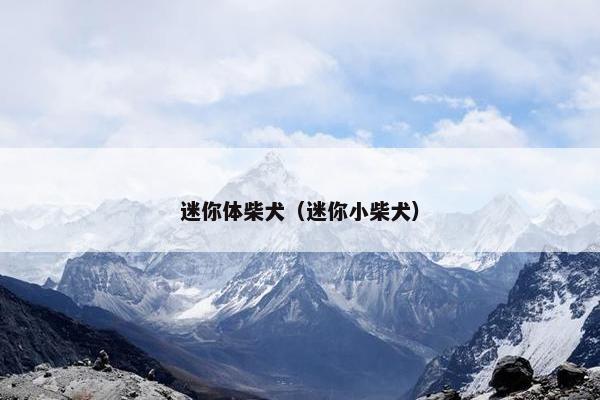 迷你体柴犬（迷你小柴犬）