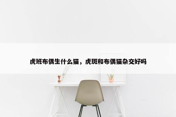 虎班布偶生什么猫，虎斑和布偶猫杂交好吗